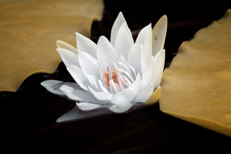 红外荷光拍摄指南-SODOS官网